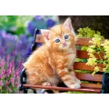 Castorland - Puzzle, Ginger Kitten 180 Pcs 18178