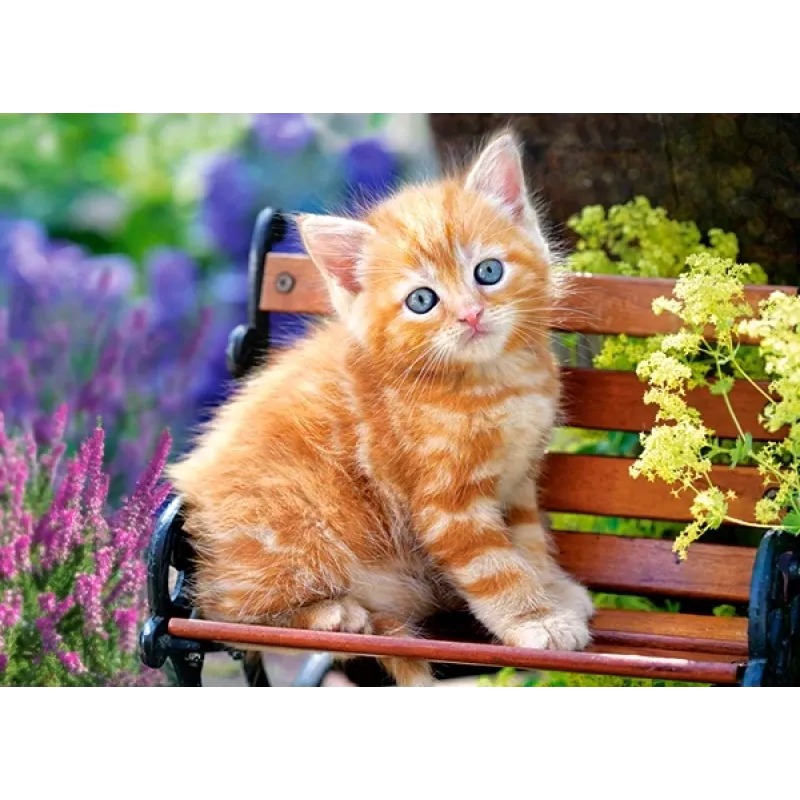 Castorland - Puzzle, Ginger Kitten 180 Pcs 18178