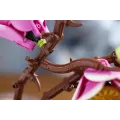 Lego Icons - Botanicals Magnolia Branches 11510