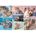 Trefl - Puzzle In the Cat's World 100 Pcs 16420