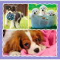 Trefl - Puzzle 3 in 1, Lovely Dogs 20/36/50 Pcs 34854