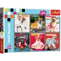 Trefl - Puzzle, Happy Dogs 200 Pcs 13279