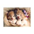 Trefl - Puzzle Sleeping Kittens 500 Pcs 37271