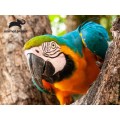 Prime 3D - 3D Puzzle Parrot 48 Pcs 13673