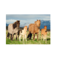 Schmidt Spiele – Puzzle Family Of Horses 200 Pcs 56199