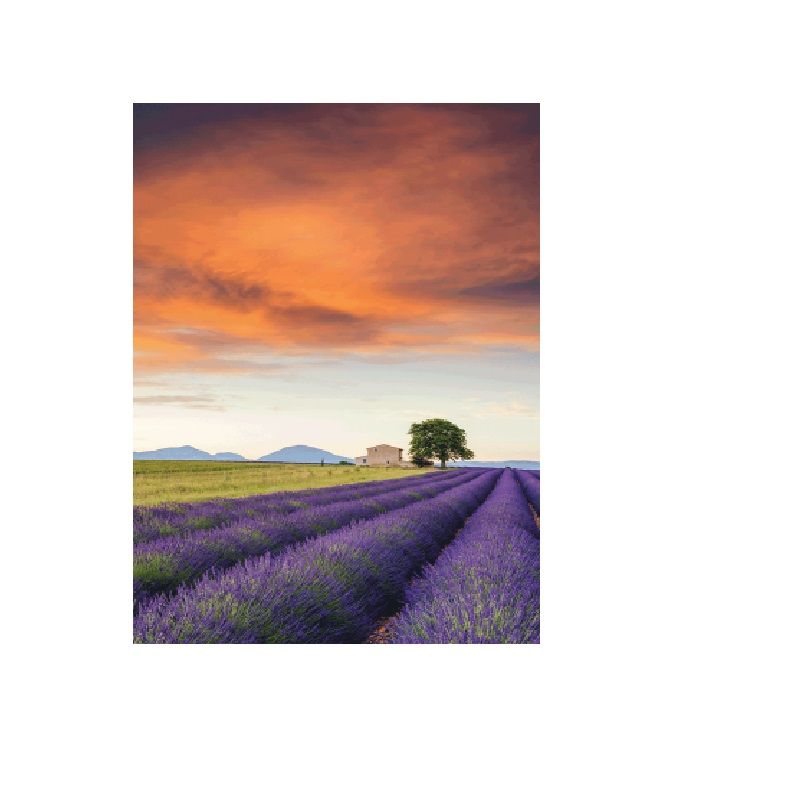 Schmidt Spiele – Puzzle Field Of Lavender, Provence 500 Pcs 58364