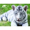 Prime 3D - 3D Puzzle White Tiger 100 Pcs 13820 Prime 3D - 3D Puzzle White Tiger 100 Pcs 13820