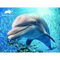 Prime 3D - 3D Puzzle Dolphin 48Pcs 13671 Prime 3D - 3D Puzzle Dolphin 48Pcs 13671