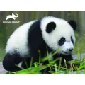 Prime 3D - 3D Puzzle Panda 48 Pcs 13765 Prime 3D - 3D Puzzle Panda 48 Pcs 13765