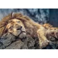 Trefl - Puzzle Sleeping Lion 1000 Pcs 10447 Trefl - Puzzle Sleeping Lion 1000 Pcs 10447