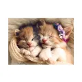 Trefl - Puzzle Sleeping Kittens 500 Pcs 37271 Trefl - Puzzle Sleeping Kittens 500 Pcs 37271