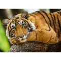 Trefl - Puzzle Tiger Portrait 500 Pcs 37397 Trefl - Puzzle Tiger Portrait 500 Pcs 37397