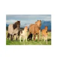 Schmidt Spiele – Puzzle Family Of Horses 200 Pcs 56199 Schmidt Spiele – Puzzle Family Of Horses 200 Pcs 56199