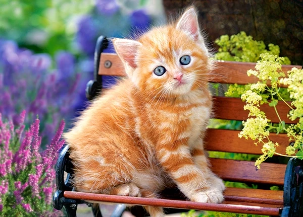 Castorland - Puzzle, Ginger Kitten 180 Pcs 18178