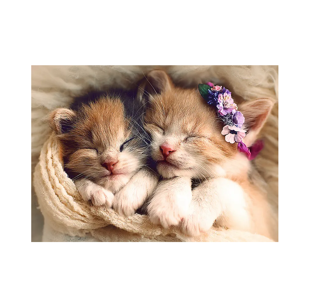 Trefl - Puzzle Sleeping Kittens 500 Pcs 37271