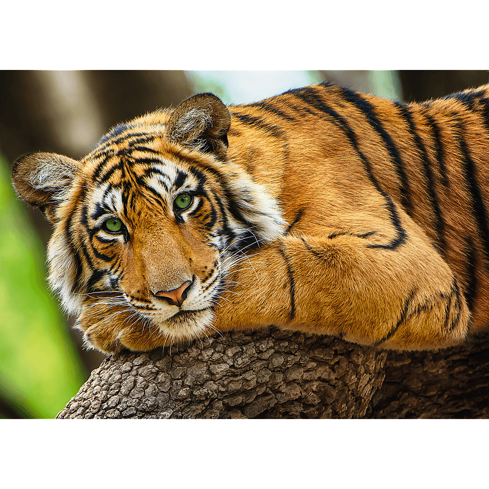 Trefl - Puzzle Tiger Portrait 500 Pcs 37397