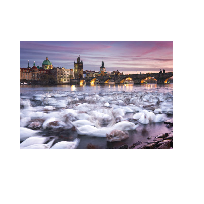 Schmidt Spiele – Puzzle Prague - Swans 1000 Pcs 59695